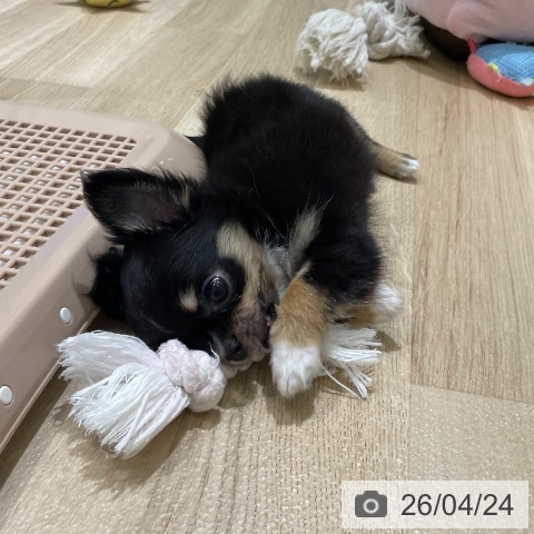 長野県のチワワ(ロング) (ペットプラス 須坂店/2026年2月18日生まれ/女の子/ブラックタン)の子犬の3枚目の画像