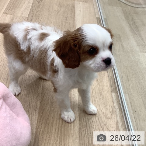 キャバリア・キングチャールズ・スパニエルの写真