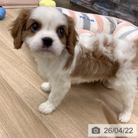 キャバリア・キングチャールズ・スパニエルの写真