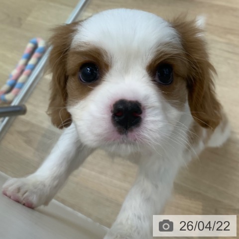 キャバリア・キングチャールズ・スパニエルの写真