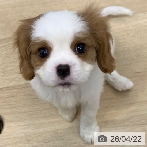 キャバリア・キングチャールズ・スパニエルの写真