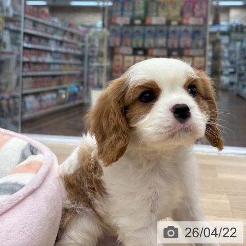 キャバリア・キングチャールズ・スパニエルの写真