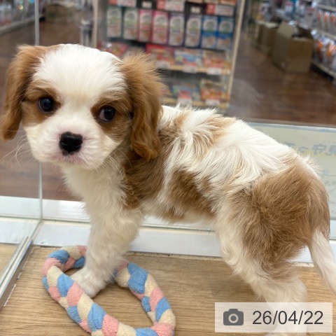 キャバリア・キングチャールズ・スパニエルの写真