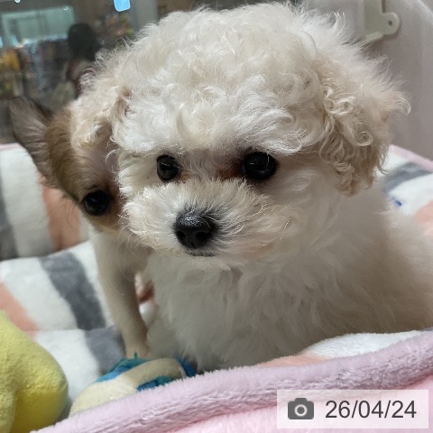 トイ・プードルの写真