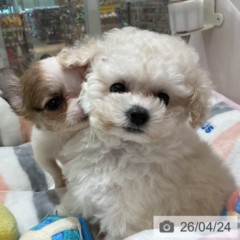 トイ・プードルの写真