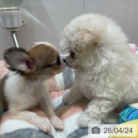 トイ・プードルの写真