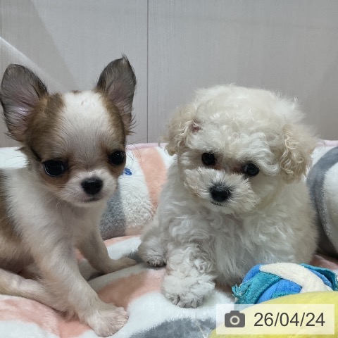 トイ・プードルの写真