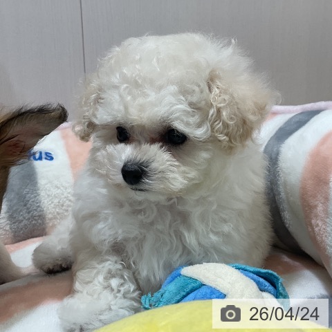 トイ・プードルの写真