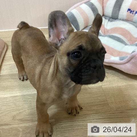 京都府のフレンチブルドッグ (ペットプラス イオンモールKYOTO店/2026年2月19日生まれ/男の子/フォーン)の子犬の3枚目の画像