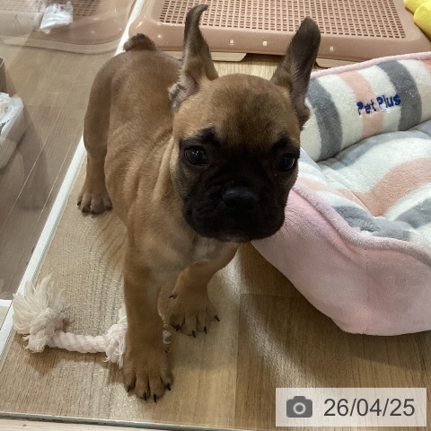 京都府のフレンチブルドッグ (ペットプラス イオンモールKYOTO店/2026年2月19日生まれ/男の子/フォーン)の子犬の4枚目の画像