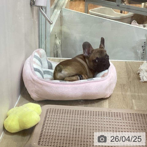 京都府のフレンチブルドッグ (ペットプラス イオンモールKYOTO店/2026年2月19日生まれ/男の子/フォーン)の子犬の3枚目の画像
