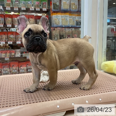 フレンチ・ブルドッグの写真