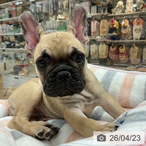 フレンチ・ブルドッグの写真