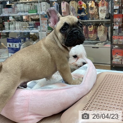 フレンチ・ブルドッグの写真