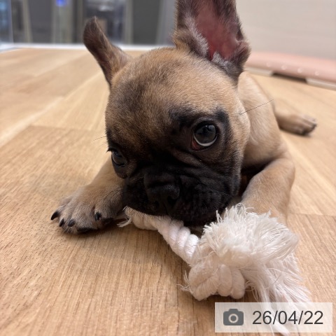 フレンチ・ブルドッグの写真