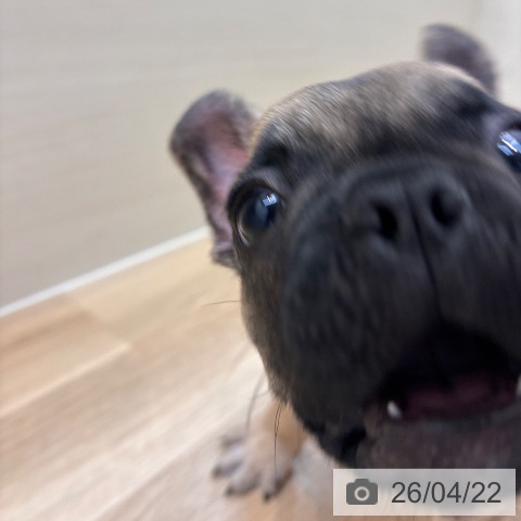 フレンチ・ブルドッグの写真