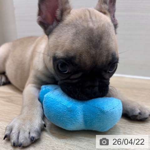 フレンチ・ブルドッグの写真