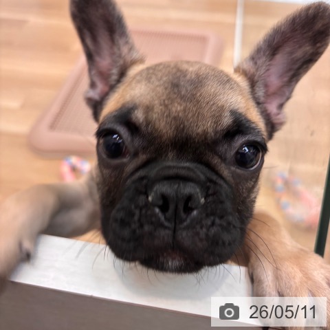 京都府のフレンチブルドッグ (ペットプラス 久御山店/2026年2月19日生まれ/男の子/フォーン)の子犬の3枚目の画像