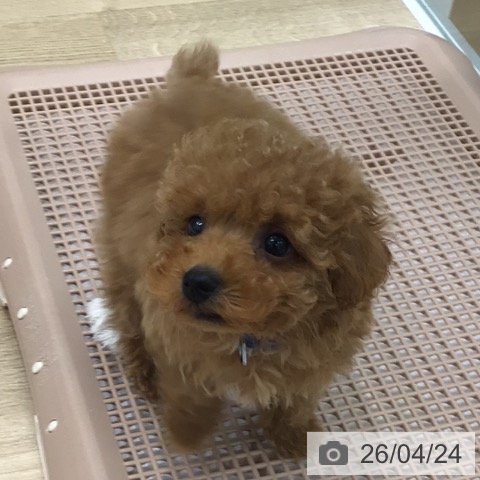 岐阜県のトイプードル(トイ) (ペットプラス 各務原店/2026年2月20日生まれ/男の子/レッド)の子犬の4枚目の画像