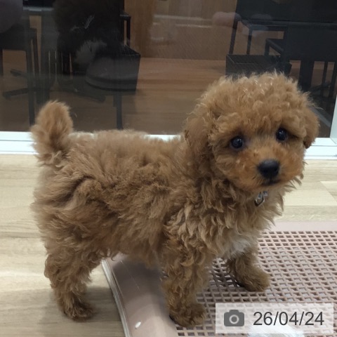 岐阜県のトイプードル(トイ) (ペットプラス 各務原店/2026年2月20日生まれ/男の子/レッド)の子犬の3枚目の画像