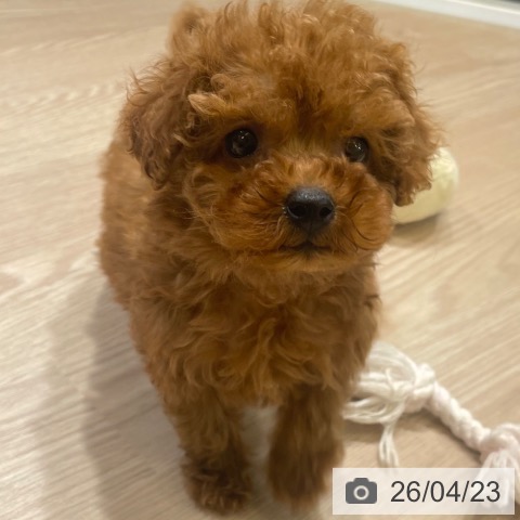 富山県のトイプードル(トイ) (ペットプラス 高岡店/2026年2月20日生まれ/女の子/レッド)の子犬の4枚目の画像