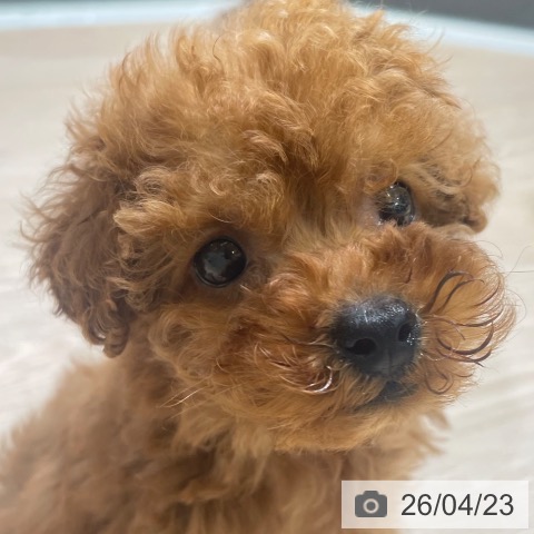 富山県のトイプードル(トイ) (ペットプラス 高岡店/2026年2月20日生まれ/女の子/レッド)の子犬の3枚目の画像