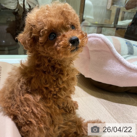 トイ・プードルの写真