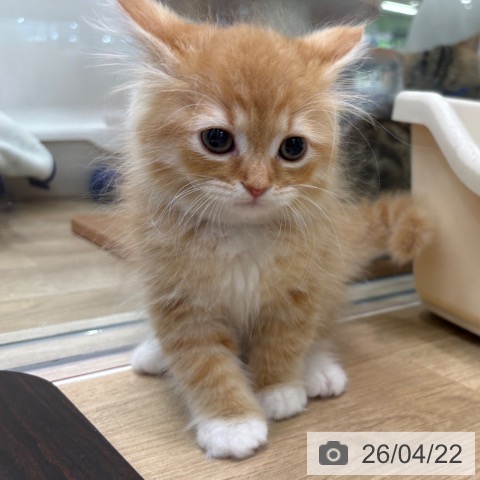 ラガマフィンの写真