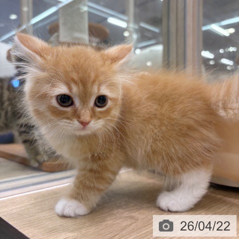 ラガマフィンの写真