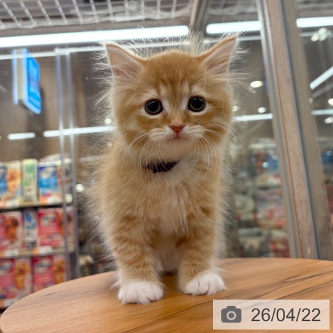 ラガマフィンの写真