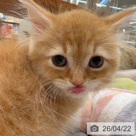 ラガマフィンの写真