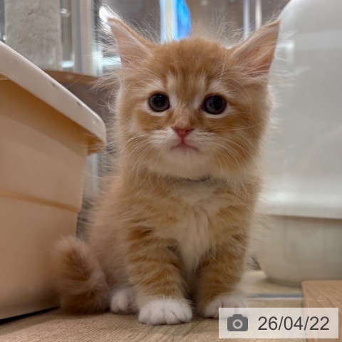 ラガマフィンの写真