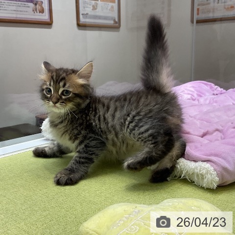 ラガマフィンの写真