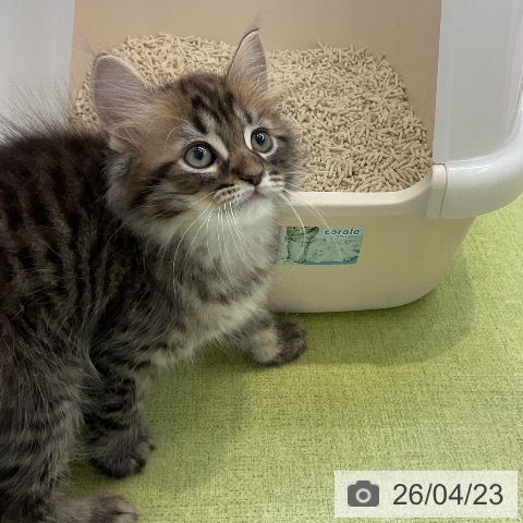 ラガマフィンの写真