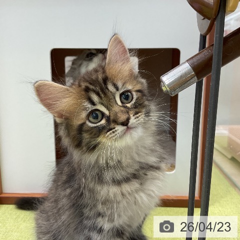 ラガマフィンの写真