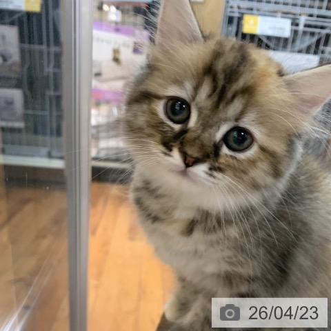 ラガマフィンの写真