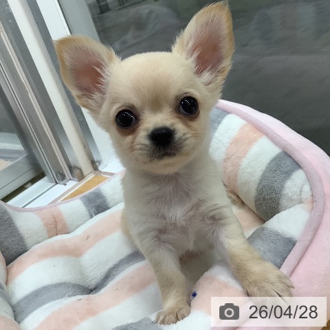 長野県のチワワ(ロング) (ペットプラス 松本店/2026年2月20日生まれ/男の子/クリーム)の子犬の4枚目の画像