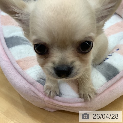 長野県のチワワ(ロング) (ペットプラス 松本店/2026年2月20日生まれ/男の子/クリーム)の子犬の3枚目の画像