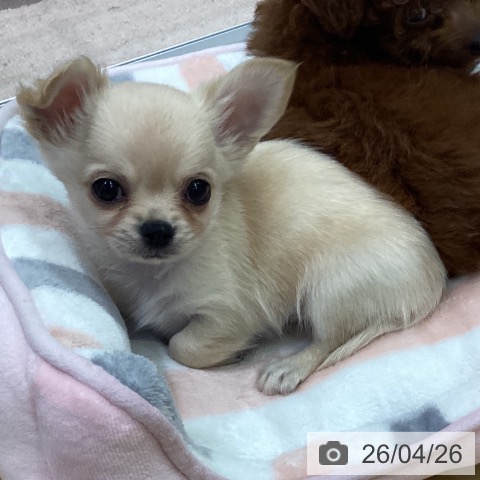 長野県のチワワ(ロング) (ペットプラス 松本店/2026年2月20日生まれ/男の子/クリーム)の子犬の4枚目の画像