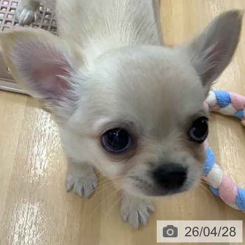 長野県のチワワ(ロング) (ペットプラス 松本店/2026年2月20日生まれ/男の子/クリーム)の子犬の3枚目の画像