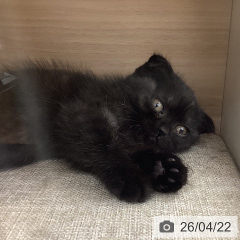 スコティッシュフォールドの写真