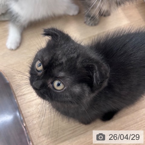 大阪府のスコティッシュフォールド (ペットプラス 松原店/2026年2月6日生まれ/男の子/ブラックスモーク)の子猫の4枚目の画像