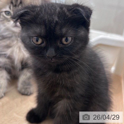 大阪府のスコティッシュフォールド (ペットプラス 松原店/2026年2月6日生まれ/男の子/ブラックスモーク)の子猫の3枚目の画像