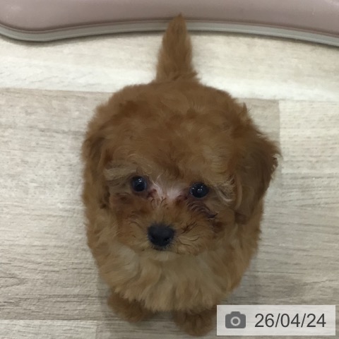 岐阜県のトイプードル(トイ) (ペットプラス 各務原店/2026年2月19日生まれ/男の子/レッド)の子犬の4枚目の画像