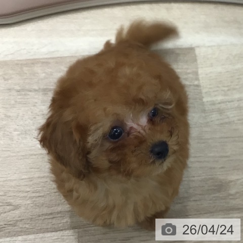 岐阜県のトイプードル(トイ) (ペットプラス 各務原店/2026年2月19日生まれ/男の子/レッド)の子犬の3枚目の画像