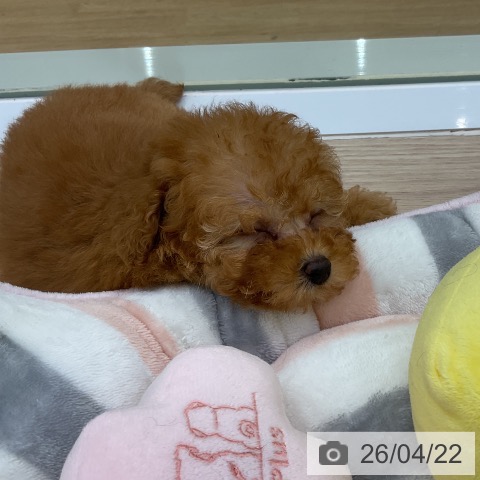 トイ・プードルの写真