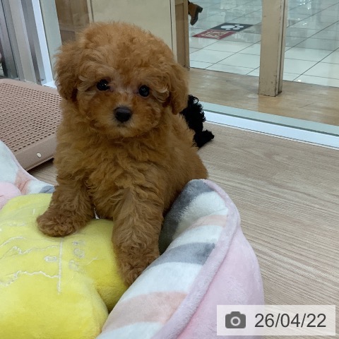 トイ・プードルの写真