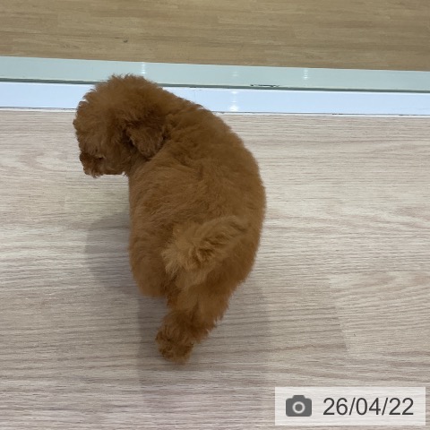 トイ・プードルの写真