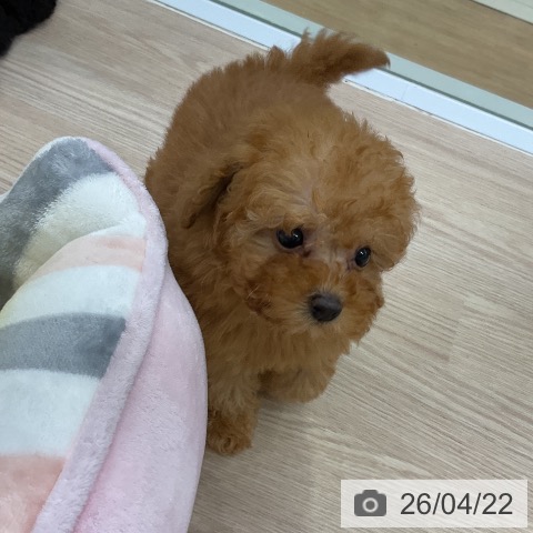 トイ・プードルの写真