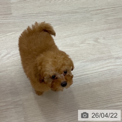 トイ・プードルの写真